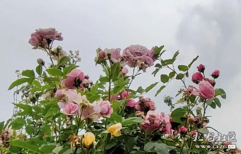 锦柏生态园网红打卡地