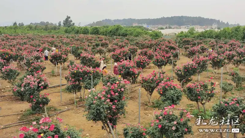 锦柏生态园网红打卡地