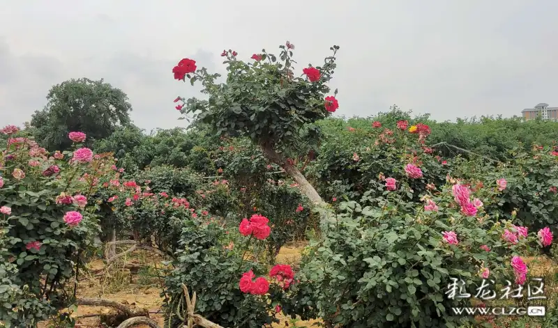 锦柏生态园网红打卡地