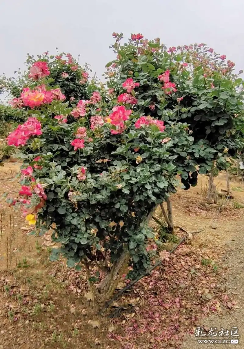 锦柏生态园网红打卡地