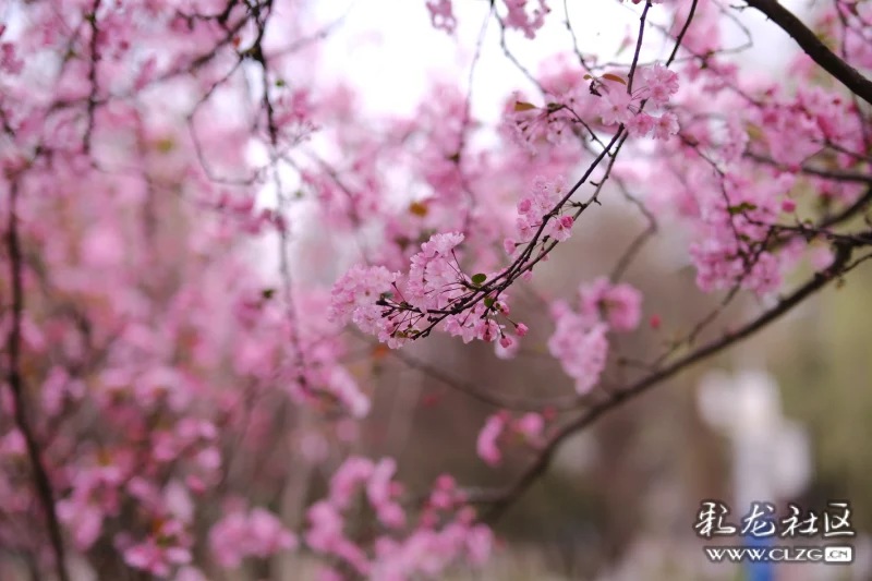 clzg_content&clzg_scale=1776,1184