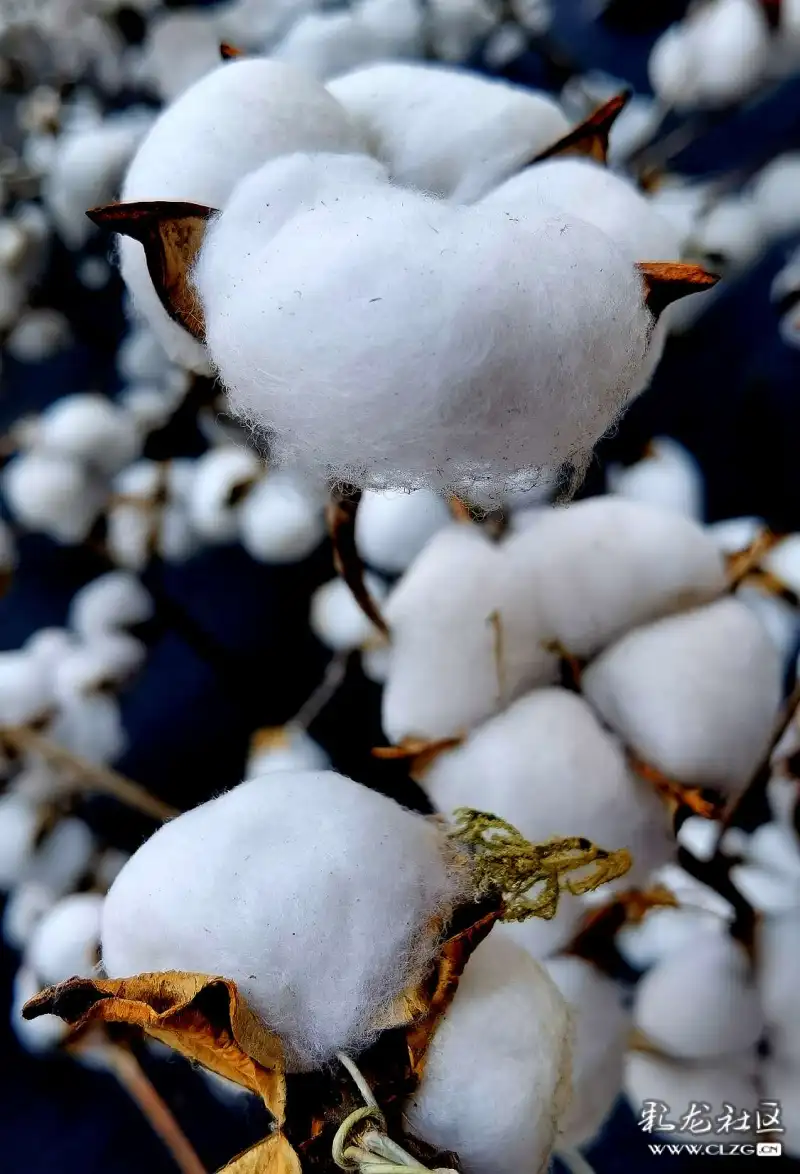 白棉花像一朵朵的白云