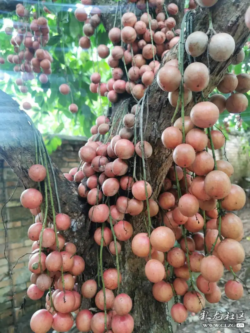 谁知道这是什么果果