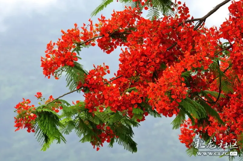 分享一组红花楹的图片