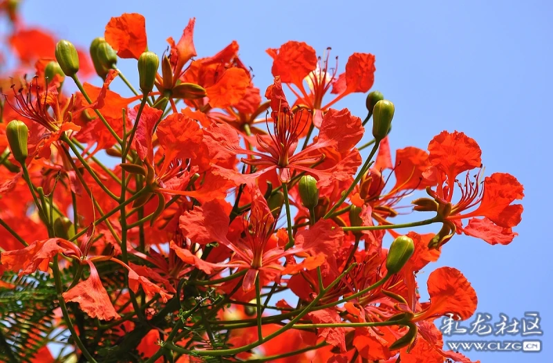 分享一组红花楹的图片