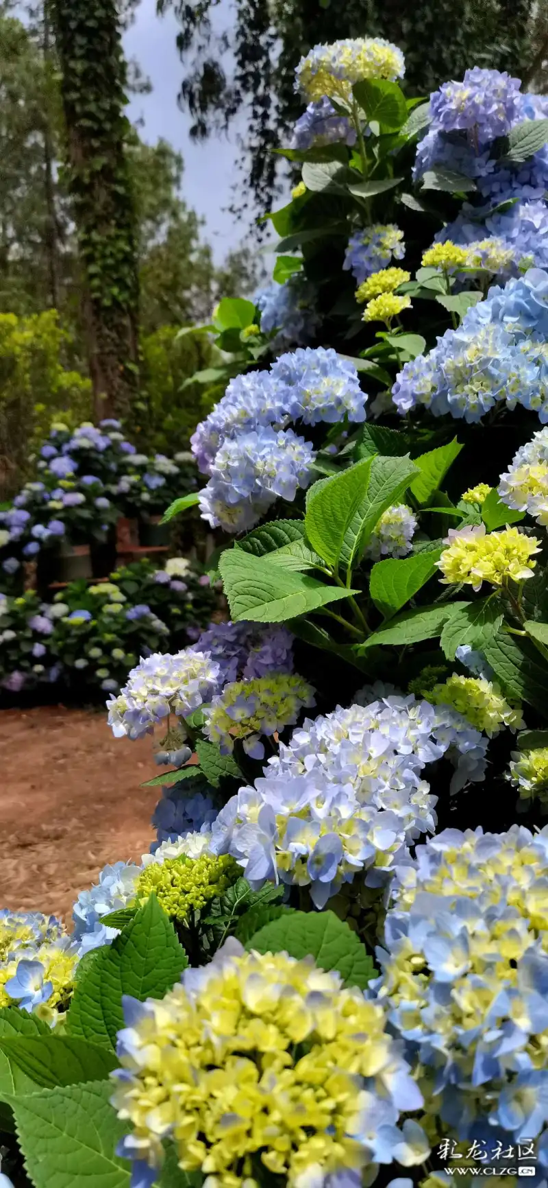 无尽夏开昆明后花园