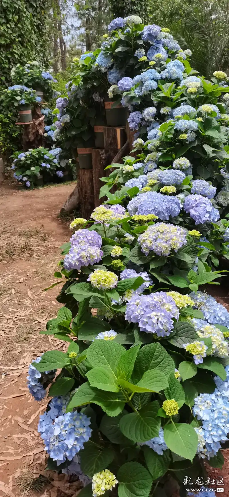 无尽夏开昆明后花园