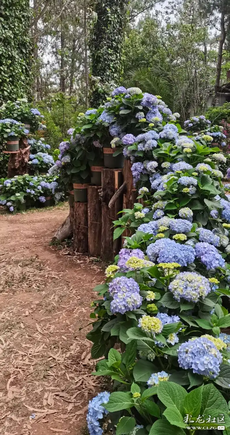 无尽夏开昆明后花园