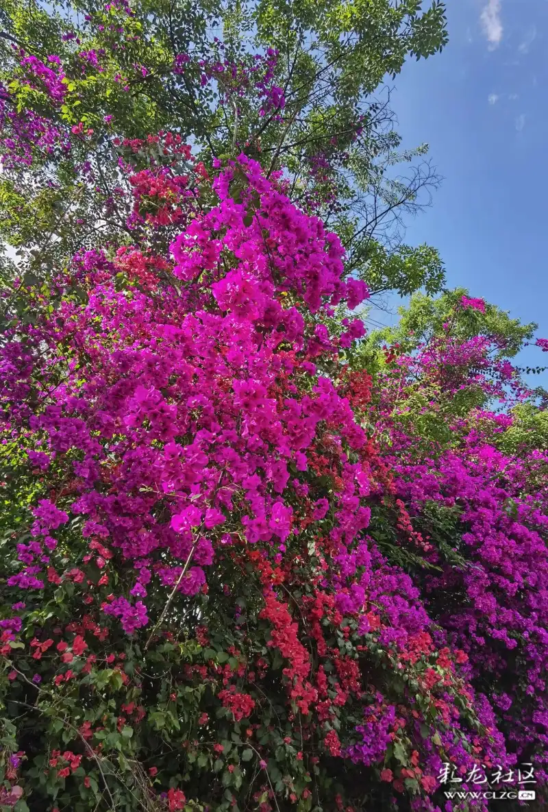 昆明的市花是什么花(昆明买花要去哪个花市)