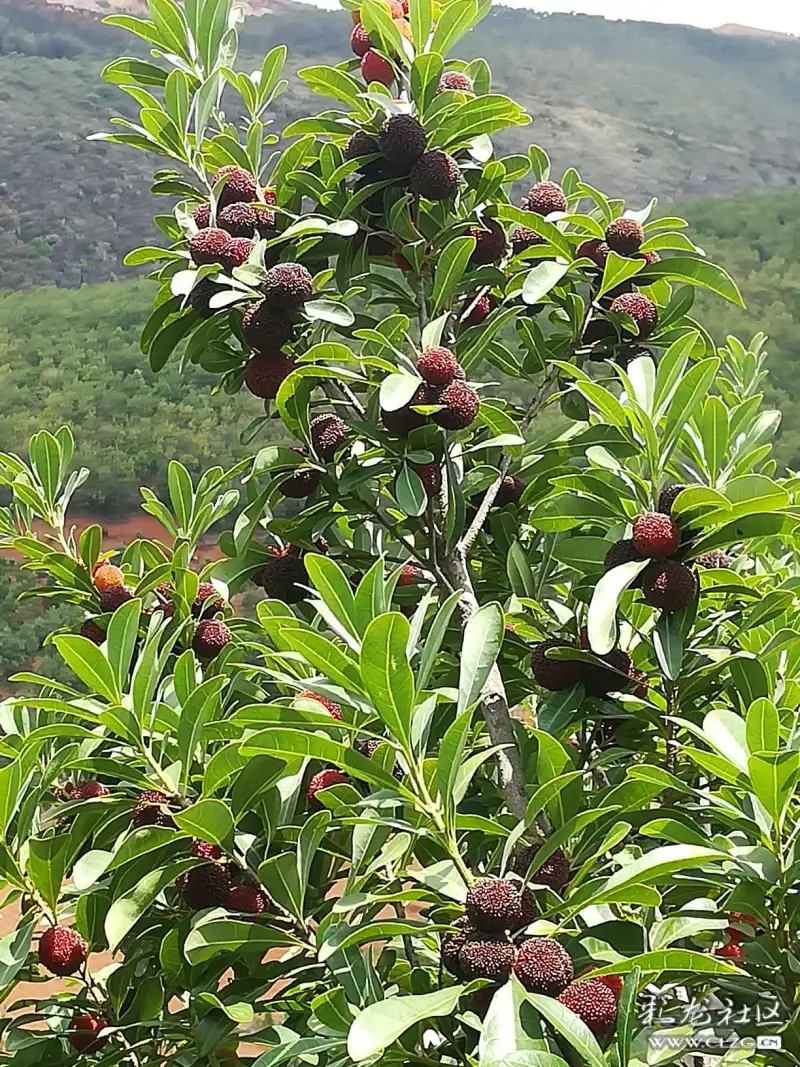 富民县万佛山果园杨梅成熟了