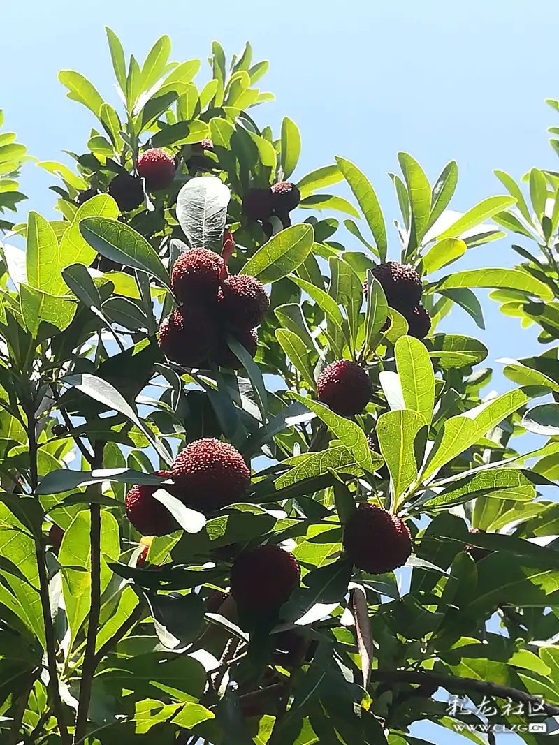 富民县万佛山果园杨梅成熟了