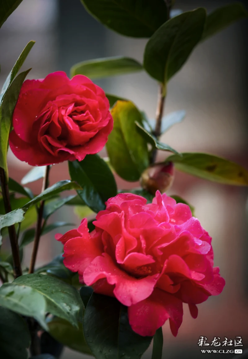 云南茶花-彩龙社区