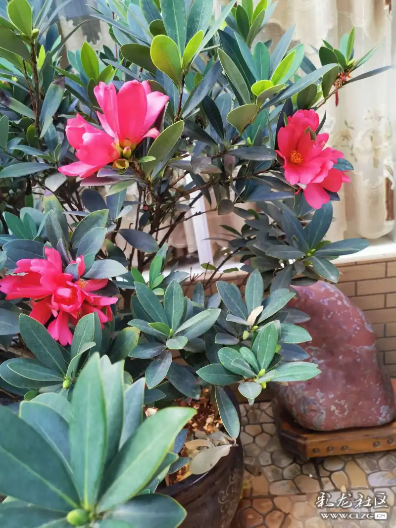 自由的诗句带云 clzg_content&clzg_scale=1368,1824