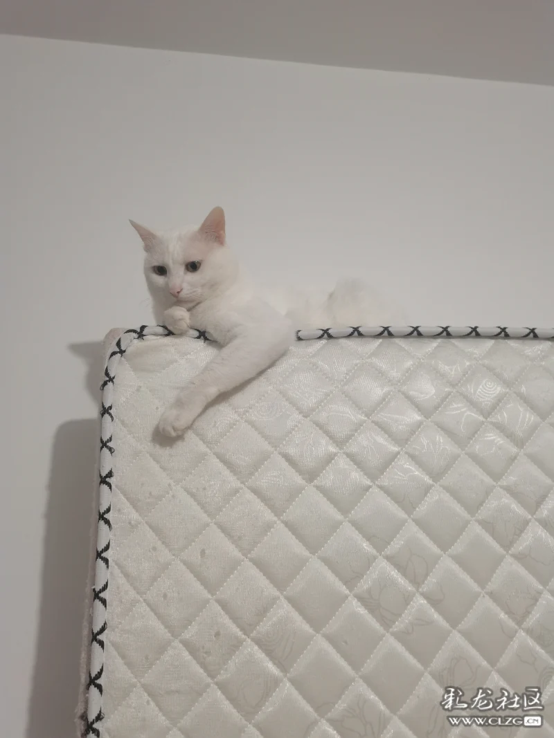 三只小猫咪的故事