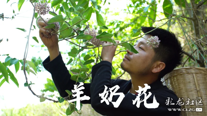 羊奶花,金刚藤,蒲公英,落葵薯,万寿竹,花椒尖,每一种都是餐桌特别的