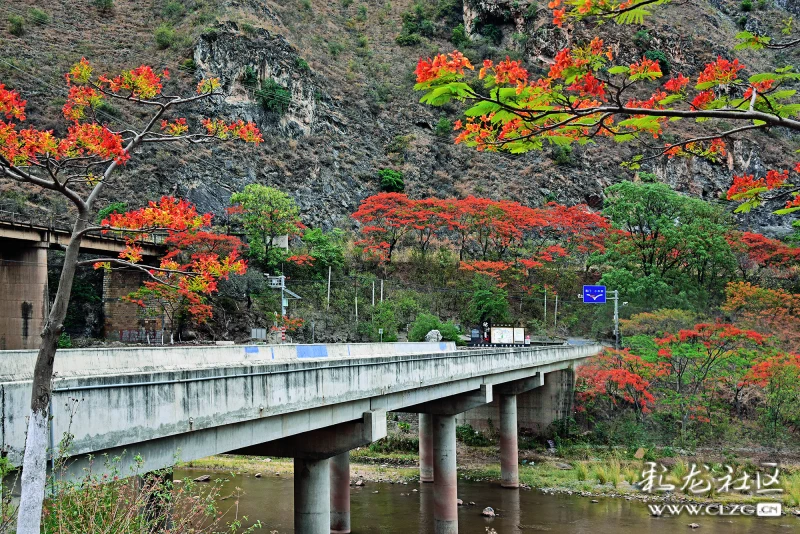 易门绿汁凤凰花