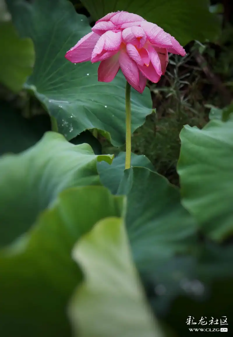 雨中漫步赏荷莲