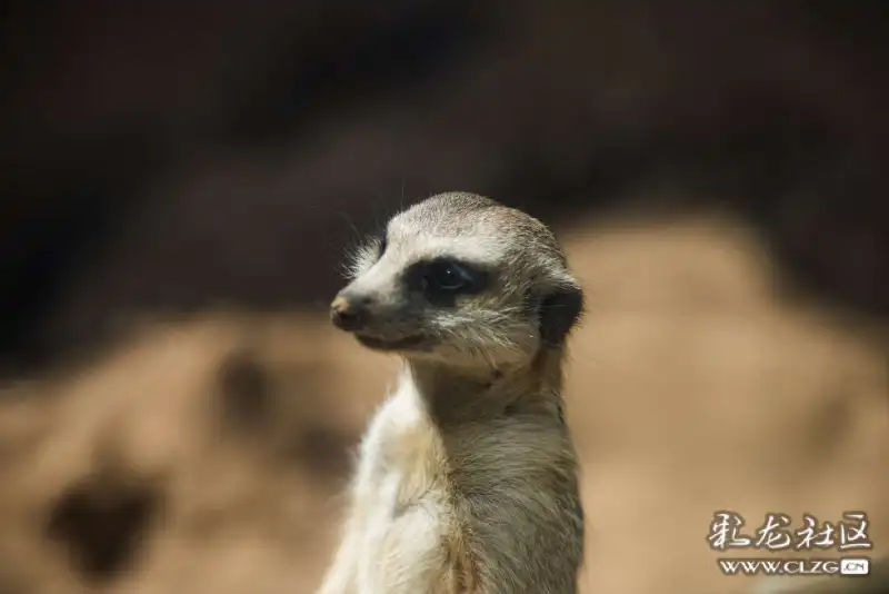 生物多样性可爱的丁满