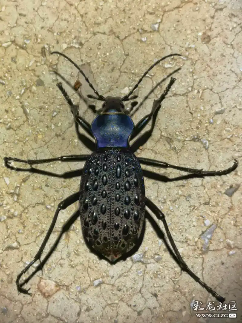 昆虫记之6放屁甲虫