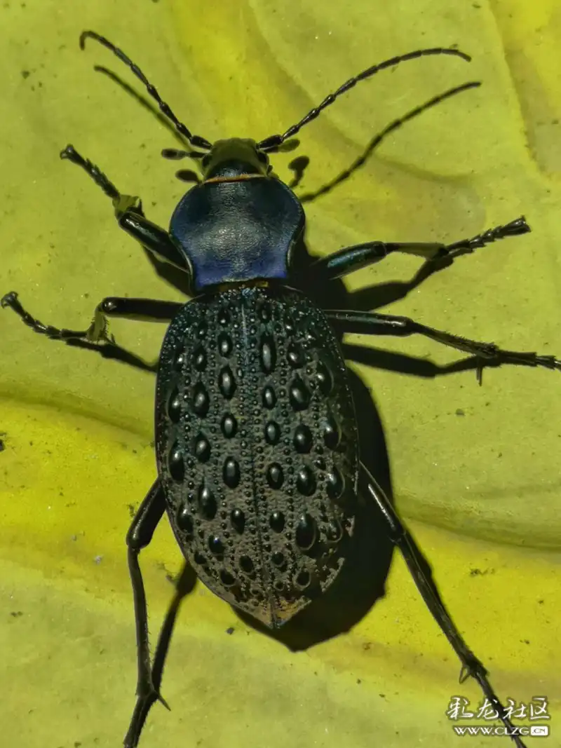 昆虫记之6放屁甲虫