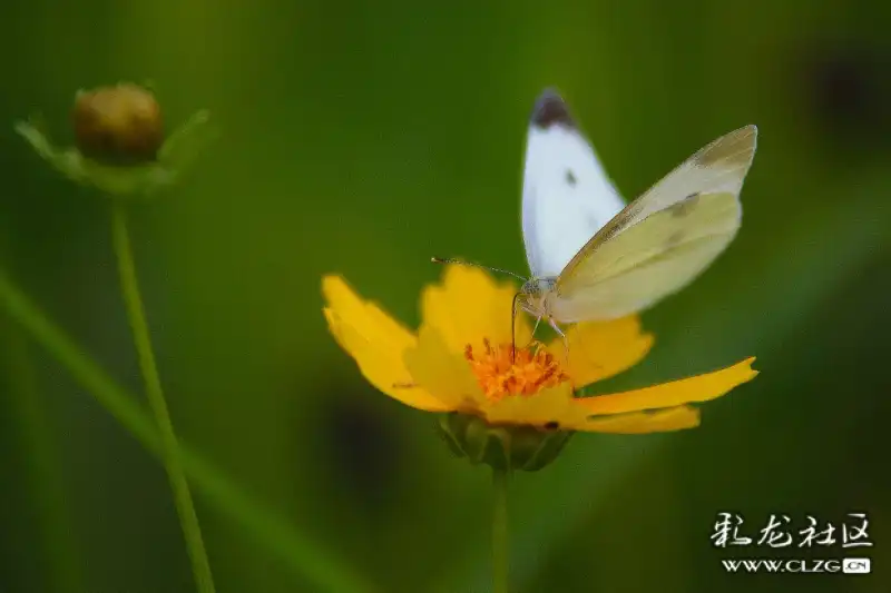 花蝴蝶小蜜蜂飞到西来飞到东