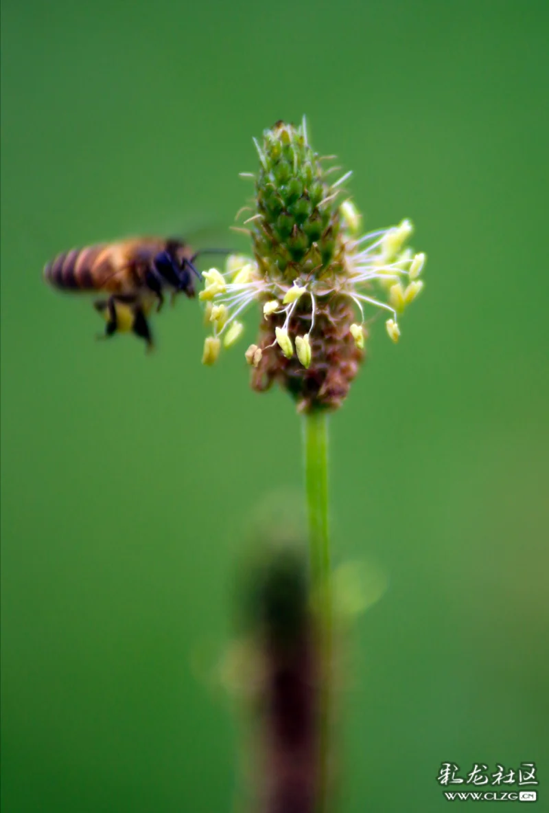 蜜蜂和蝴蝶怎么飞的 clzg_content&clzg_scale=1448,2141