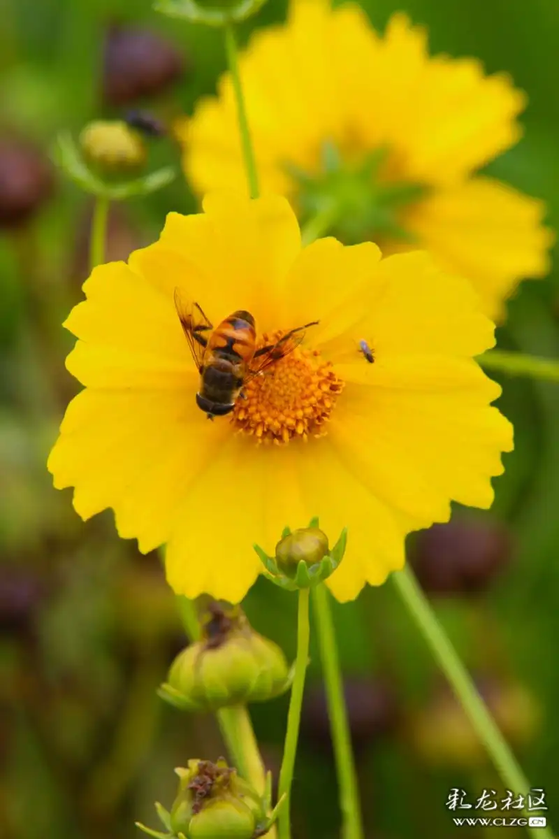花蝴蝶小蜜蜂飞到西来飞到东