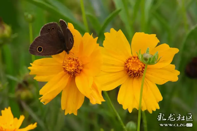 花蝴蝶小蜜蜂飞到西来飞到东