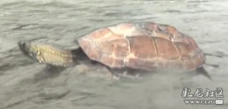 海龟为什么会飞起来 clzg_content&clzg_scale=594,284