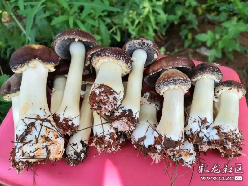 看清楚了原来人工松茸长这样09