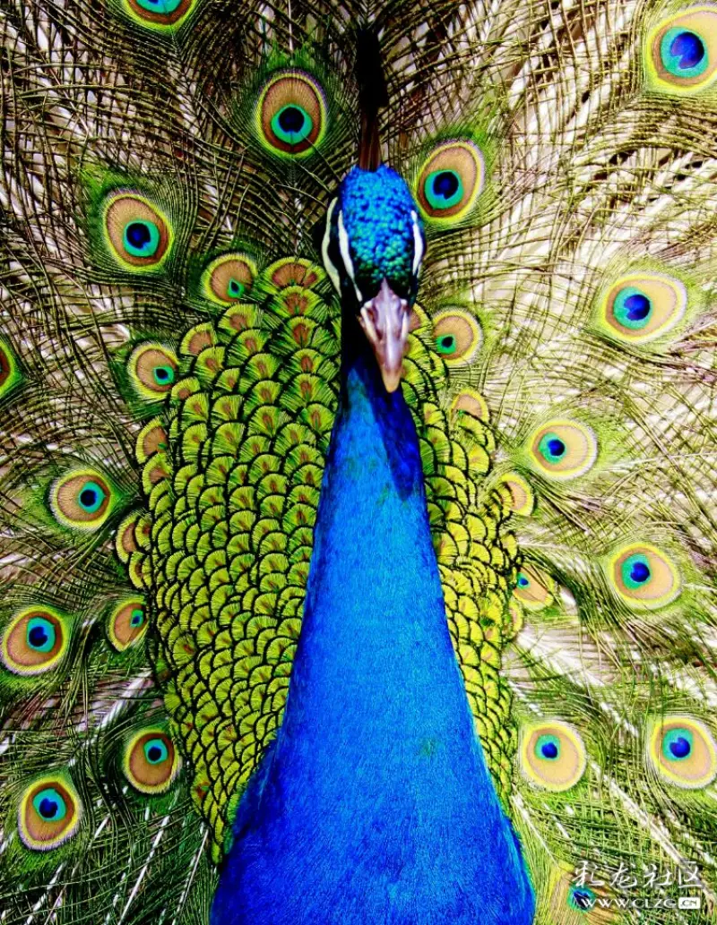 彩云之南孔雀开屏