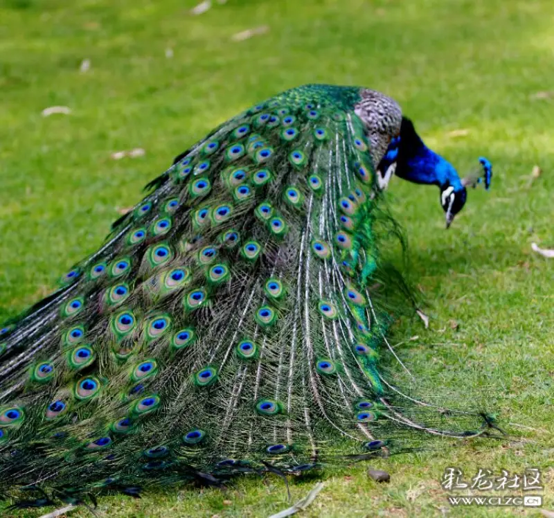 子润 题一抖罗衣诱彩云.1313翩跹起舞翎毛锦,绿地灵雀身镶金.