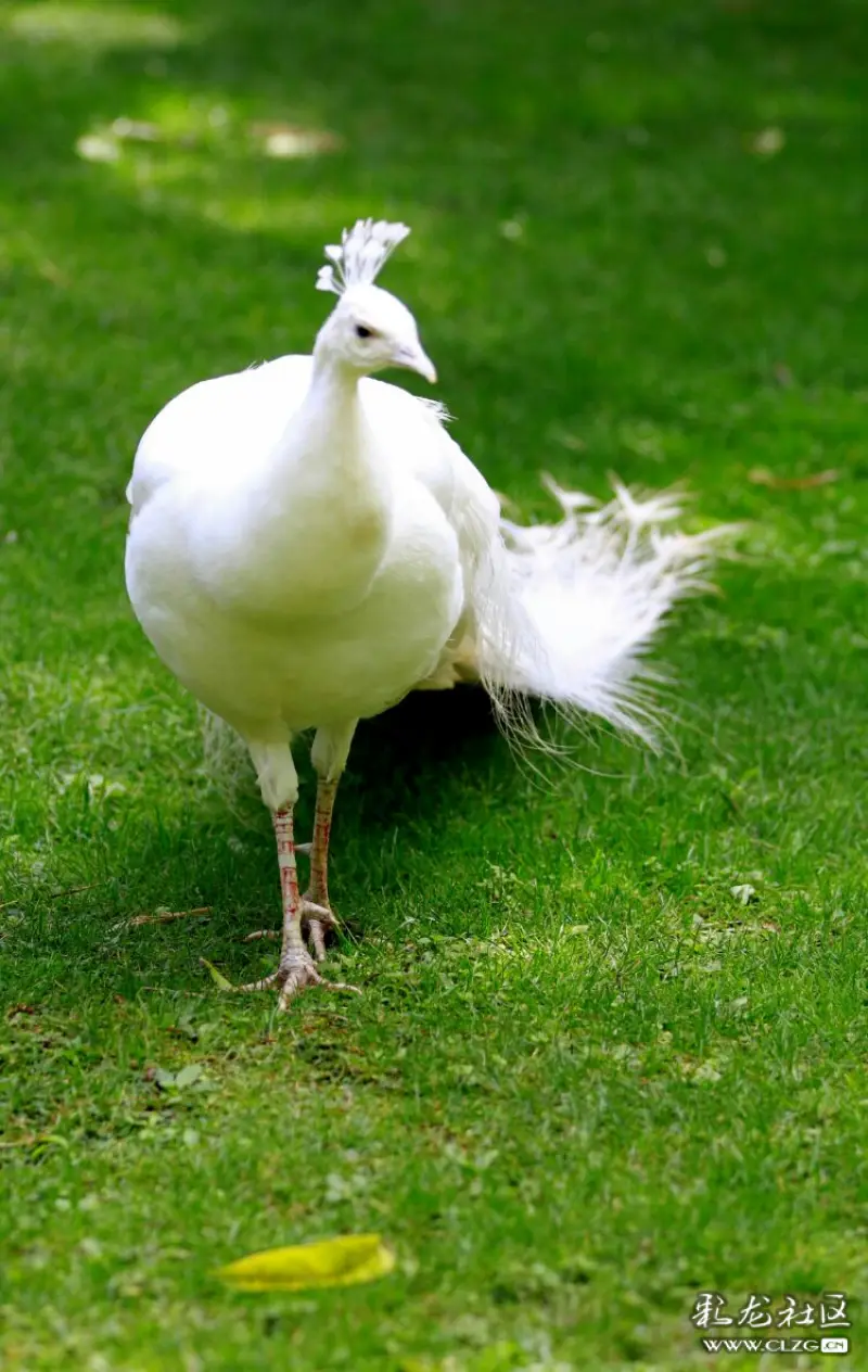 彩云之南孔雀开屏