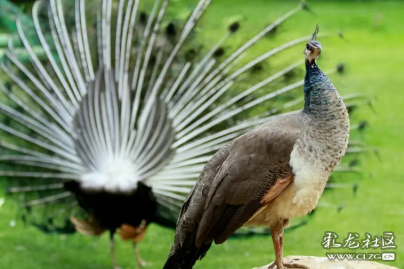 彩云之南孔雀开屏