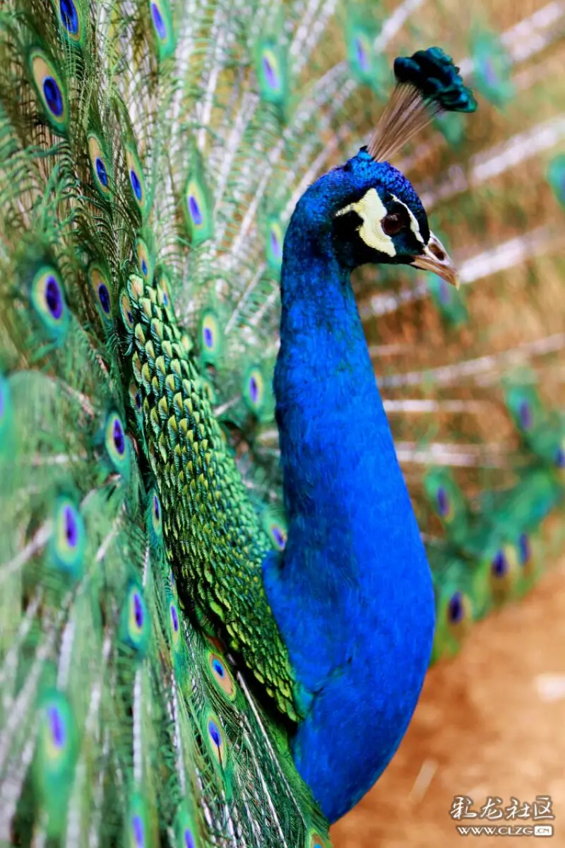 彩云之南孔雀开屏