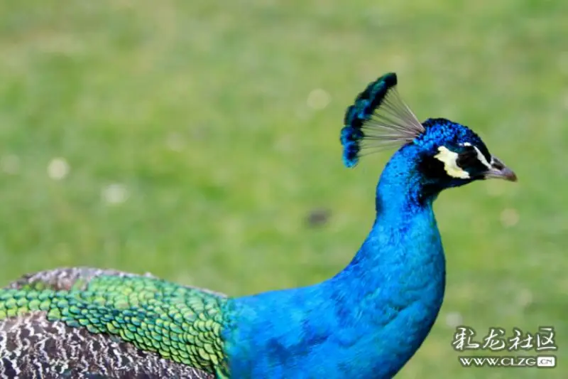 彩云之南孔雀开屏