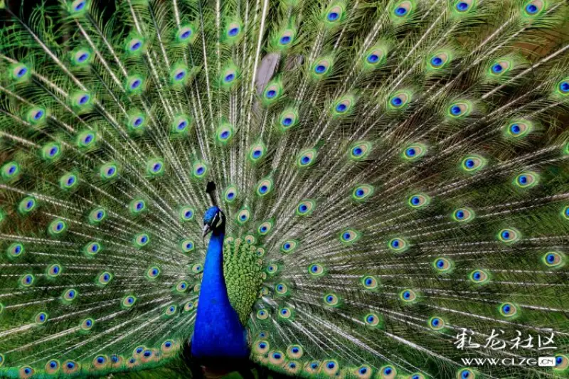 彩云之南孔雀开屏