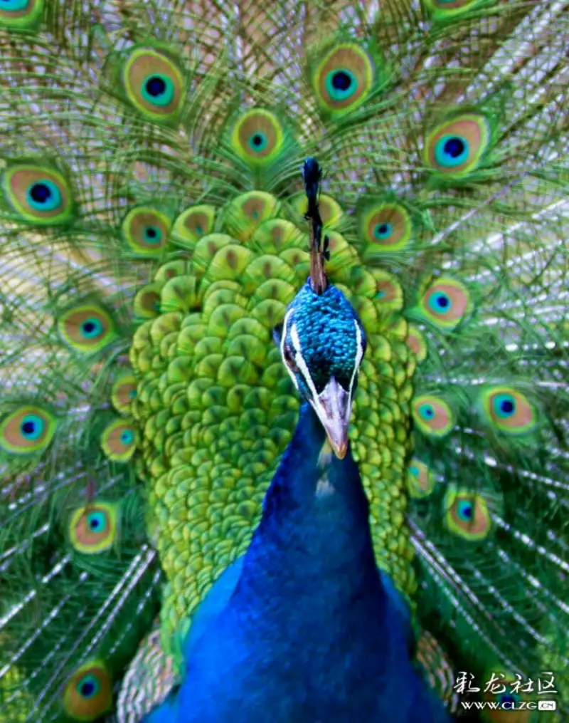 彩云之南孔雀开屏