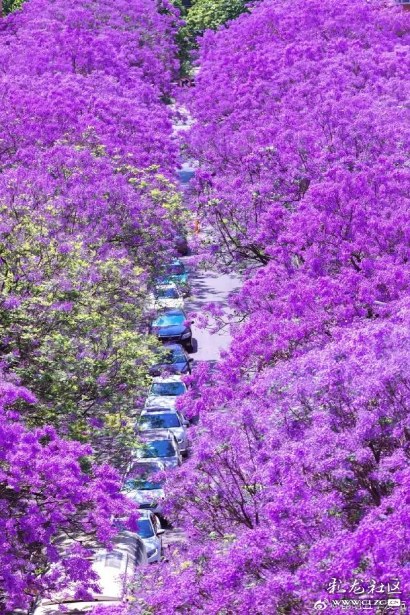 端正好·昆明蓝花楹