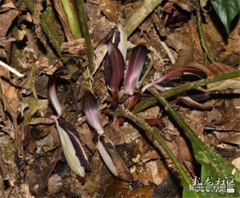 灭绝物种野生兰花蕉在云南河口被再次发现灭绝原因披露