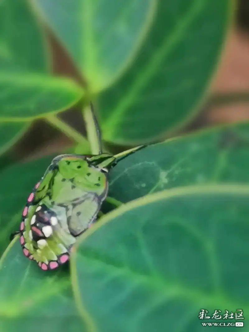 昆虫记之9点斑型稻绿蝽