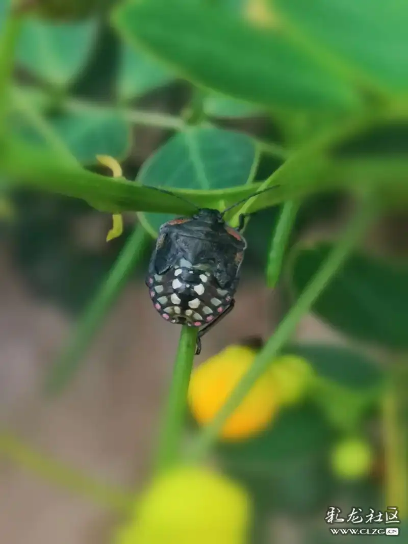 昆虫记之(9)点斑型稻绿蝽!-彩龙社区