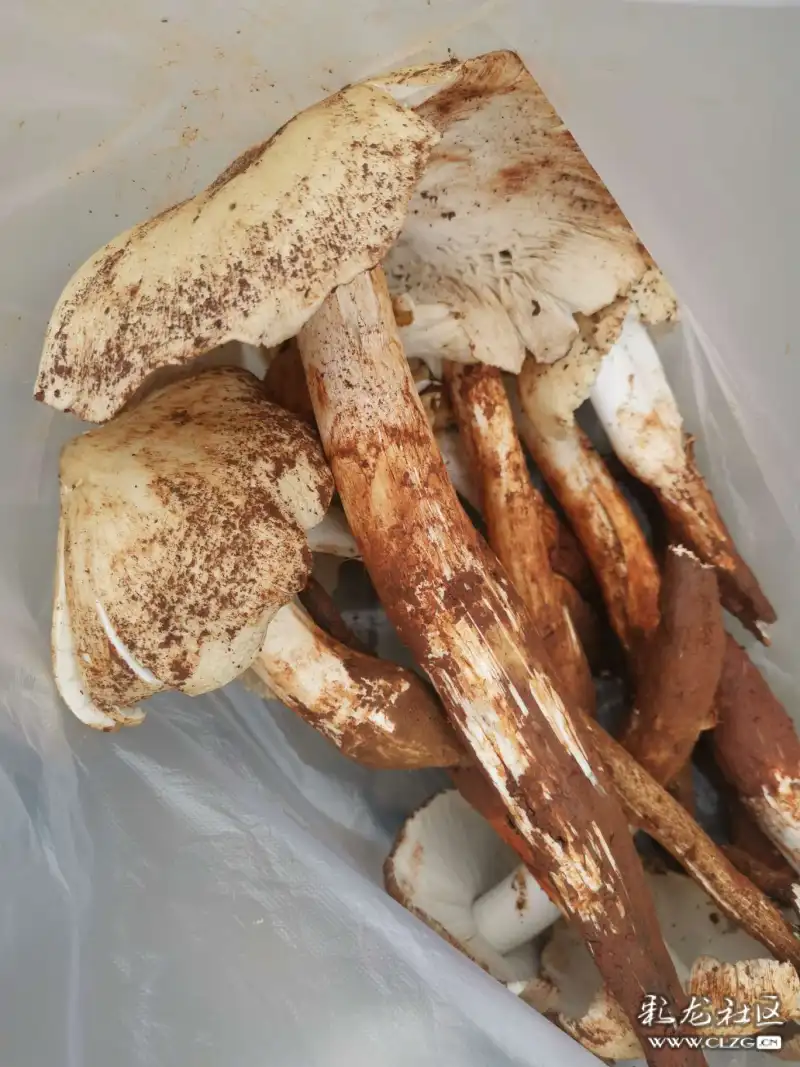 大白鸡枞雪山雄鹰