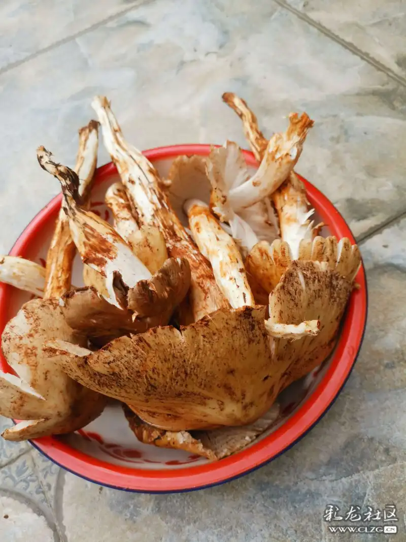 大白鸡枞雪山雄鹰