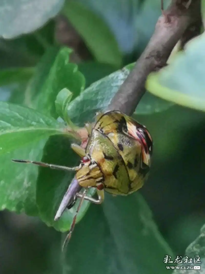 昆虫记之11金绿宽盾笑脸蝽又名异色花龟蝽