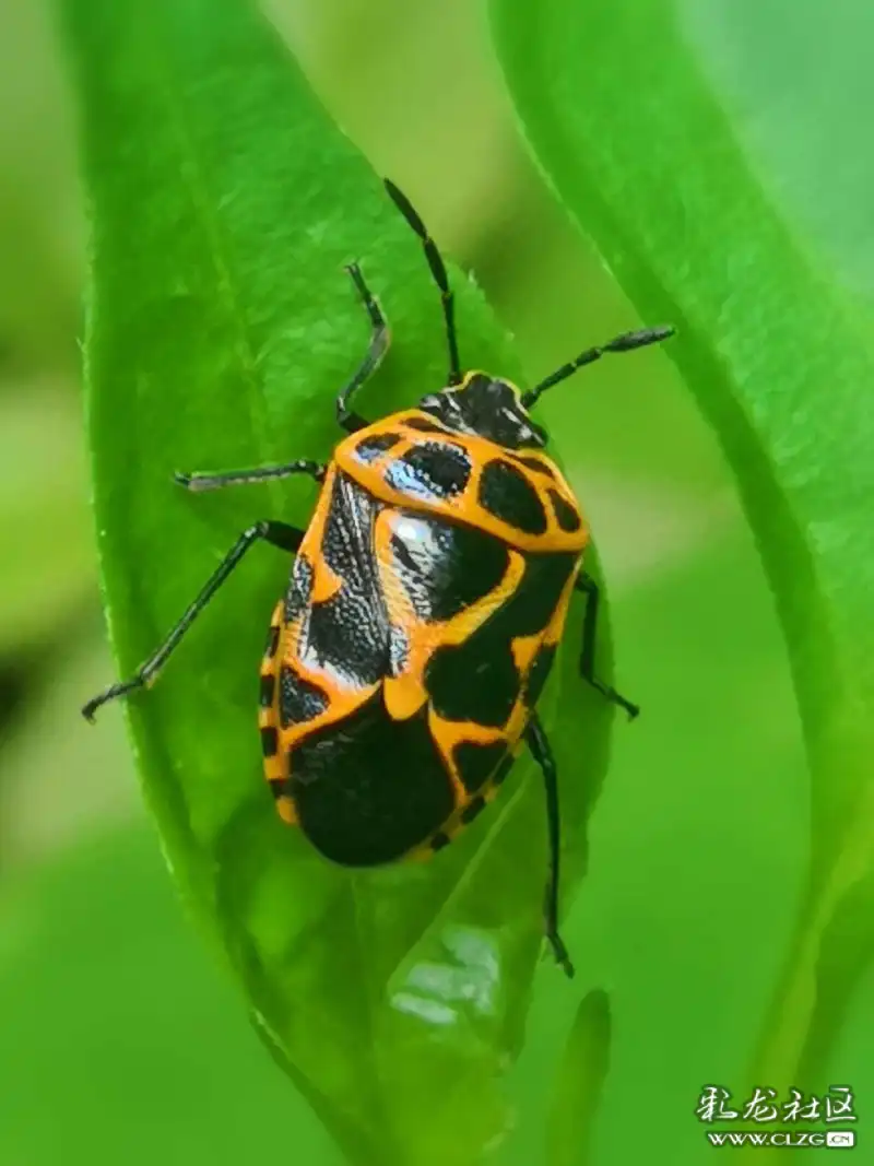 昆虫记之13斑菜蝽