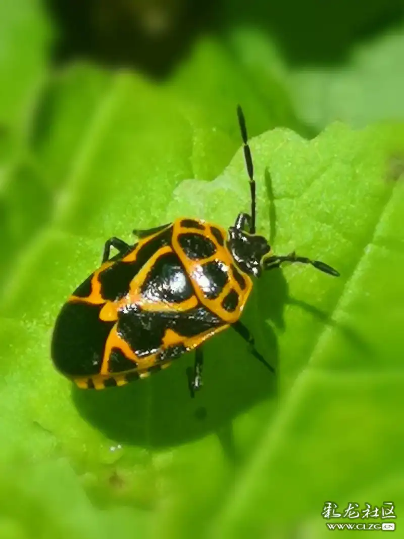 昆虫记之13斑菜蝽