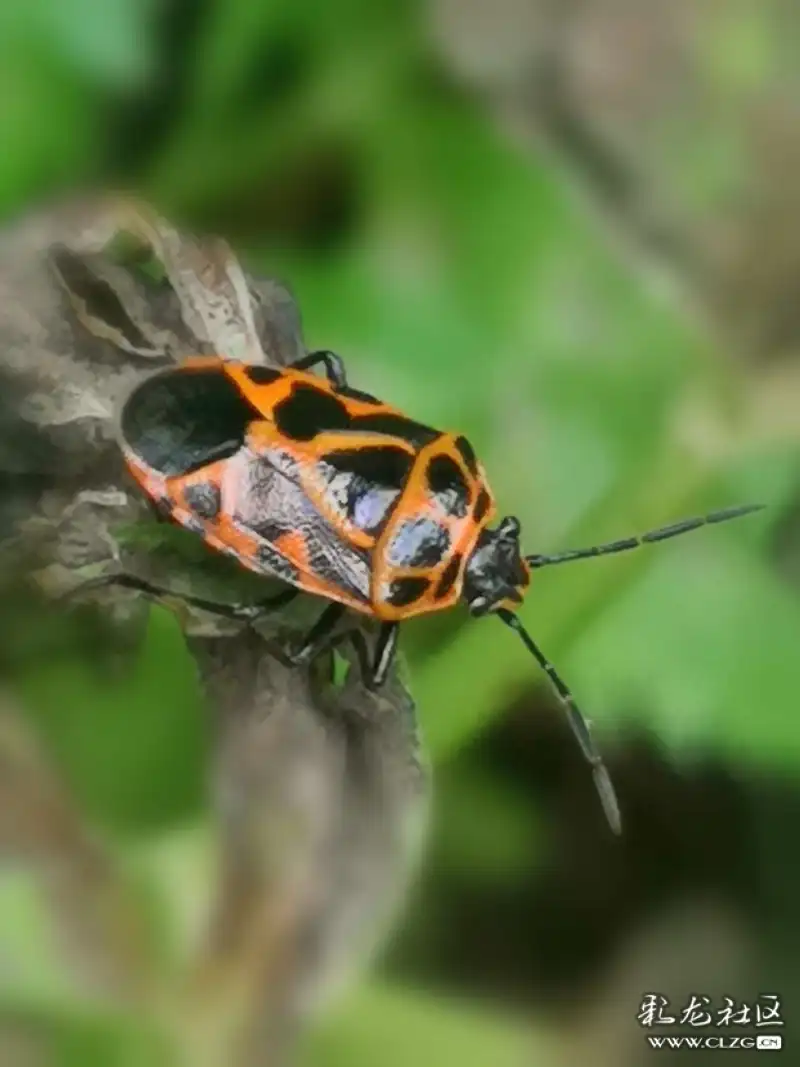 昆虫记之13斑菜蝽