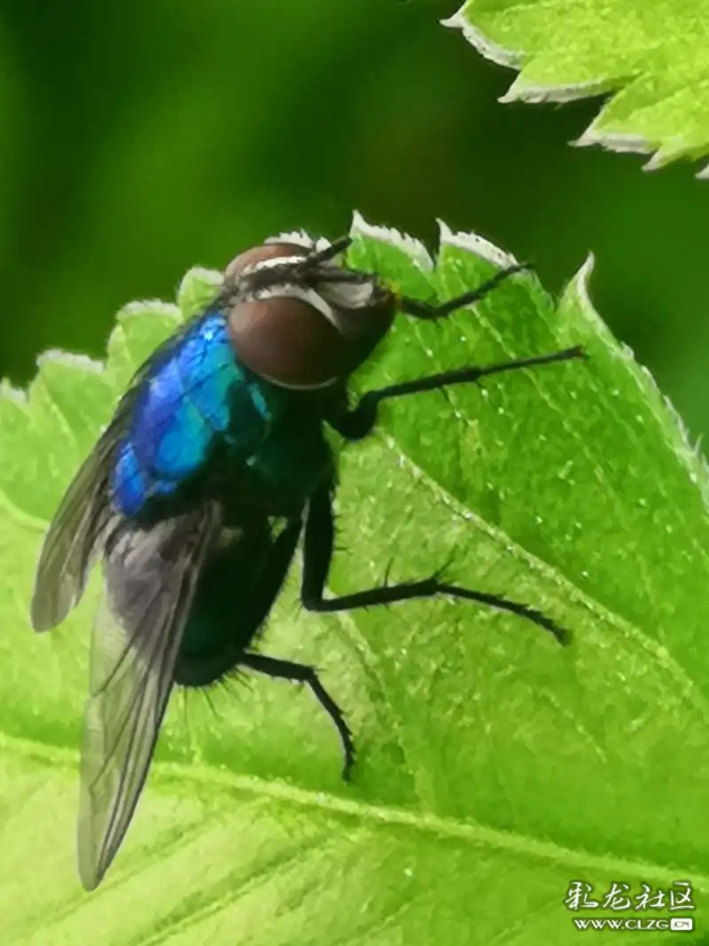 昆虫记之(15)苍蝇!-彩龙社区