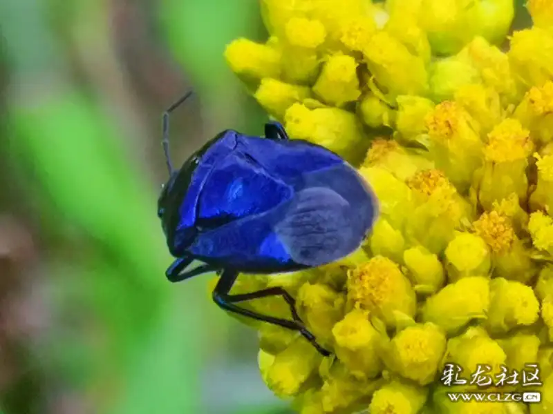 昆虫记之16深蓝色益蝽